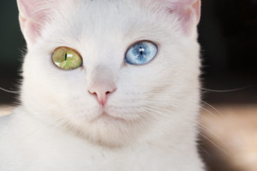 Heterochromia